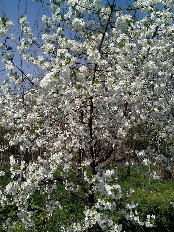 blooming, cherry tree, white tiny flowers