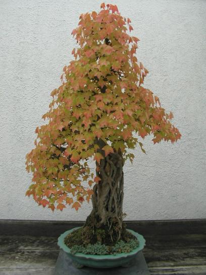 Bonsai, jesień