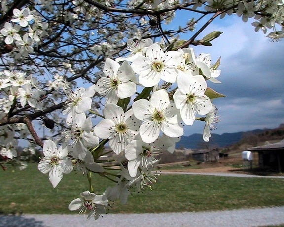 bradford, pear, tree, blossoms