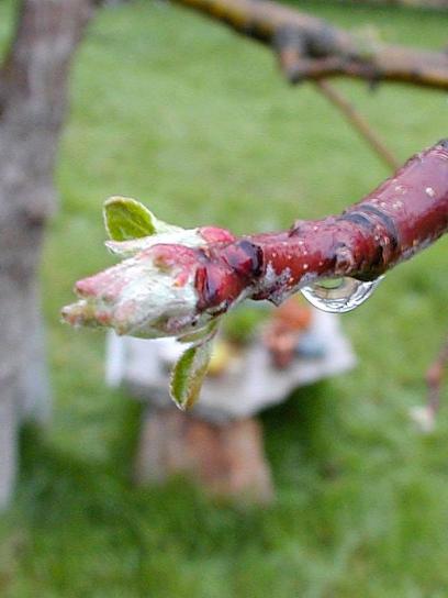 buds, branches, raindrops