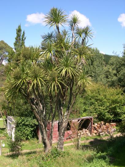 chou, arbre, rural, Zealand