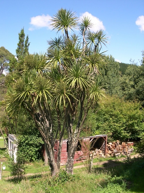 kubis, pohon, pedesaan, Zealand