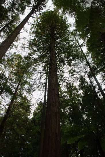 californie, séquoia, séquoia, bosquet, rotorua, Zealand