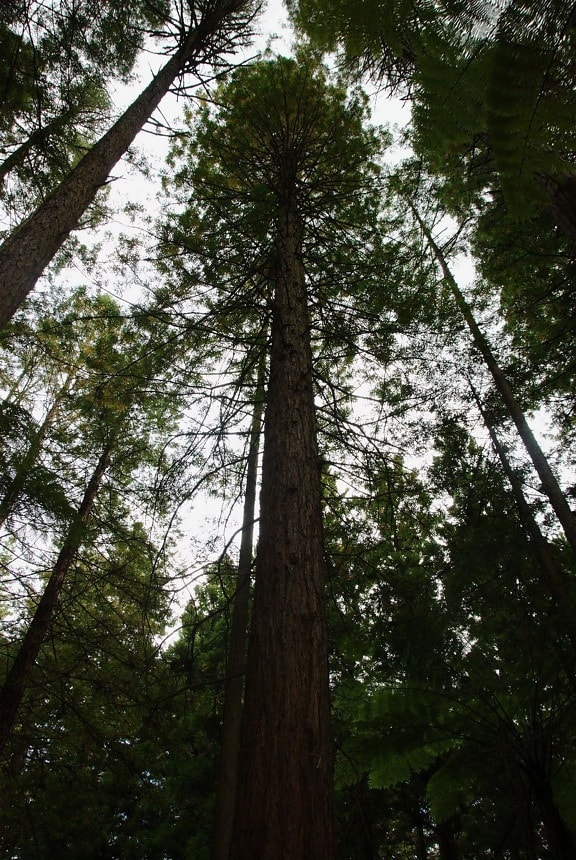 Californian, redwood, redwood, grove, rotorua, Zéland