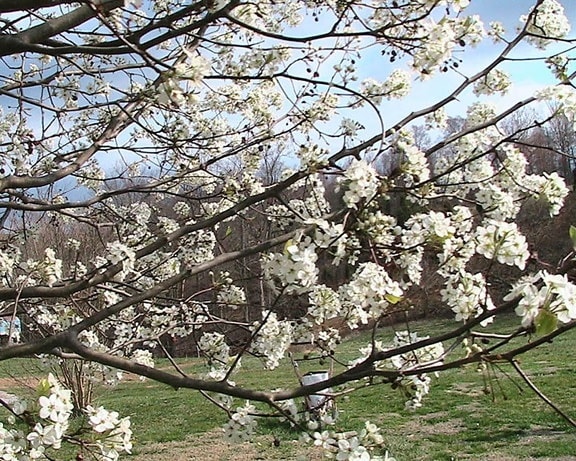 Callery, päron, pyrus, calleryana, träd, blommor