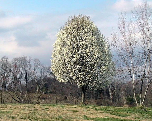 Callery, hruška, strom, pyrus calleryana