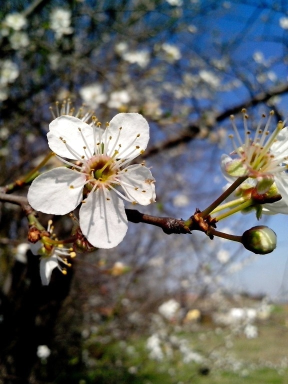 cherry, blossom, pollen