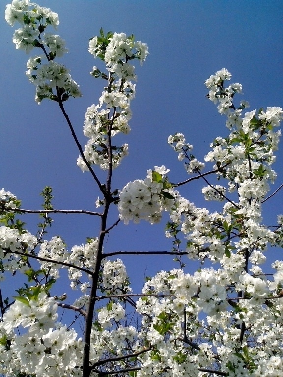 cherry, bloom, white flowers