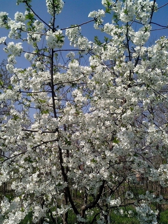 cherry, bloom, white flowers, branches