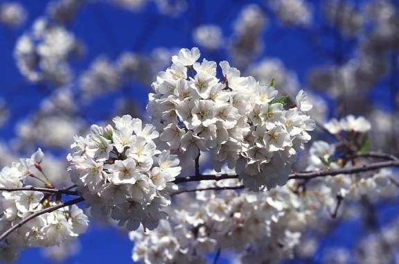 arbre de la cerise, fleurs