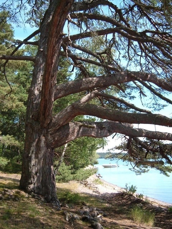 beach, pine