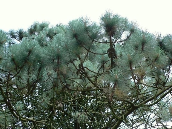 conifer, tree