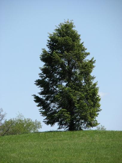jehličnatý strom, park