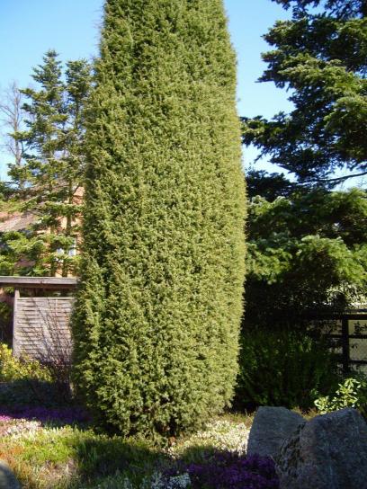 zimbro, juniperus, árvore, osteosperma