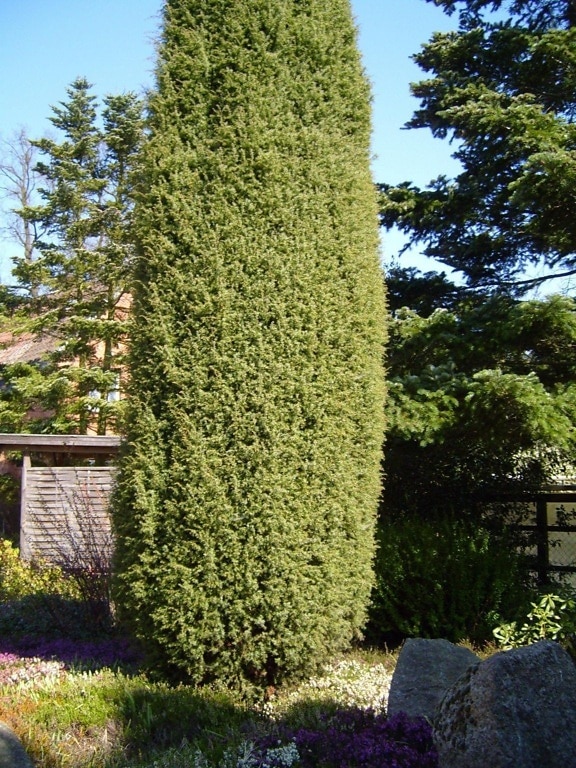 enebro, árbol, Juniperus, osteosperma