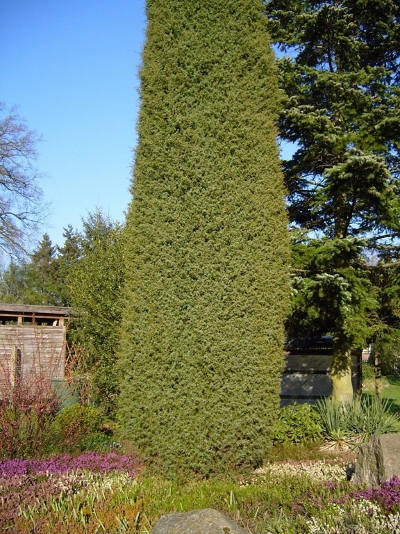 juniperus, osteosperma, genièvre, arbre