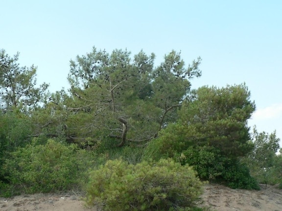 низький, conifer, дерево