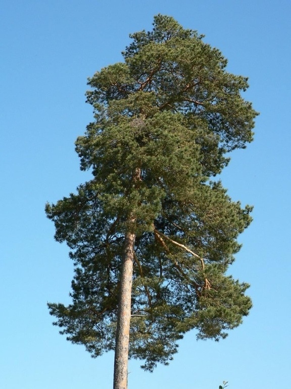 Tree top, store fyrretræ, flora