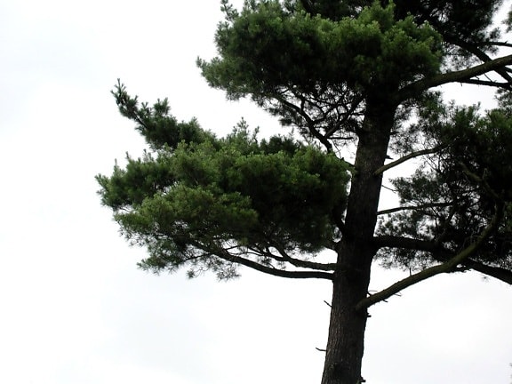 pine, tree, white, sky
