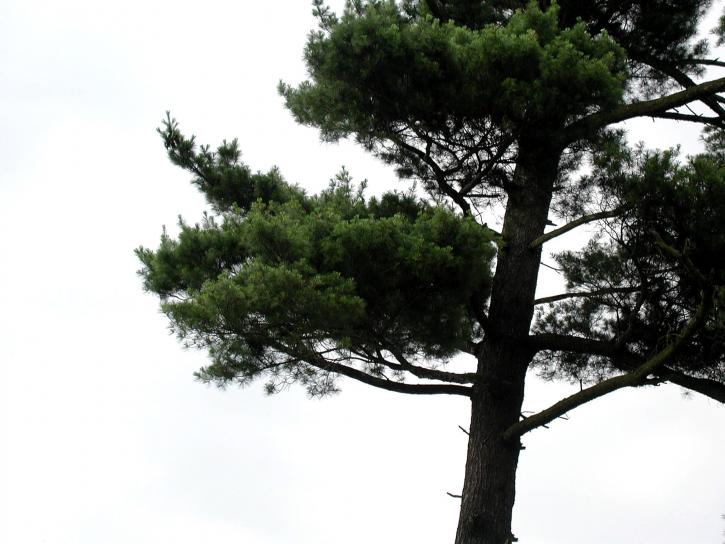 Pine, boom, wit, lucht