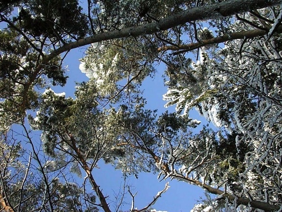 pine, trees, snow