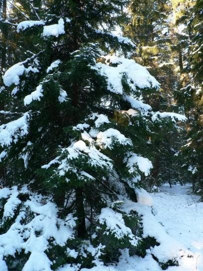 snijeg, smreke, stablo