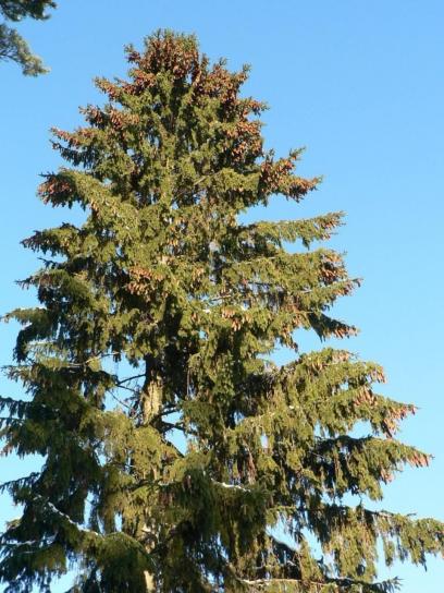 spruce, tree