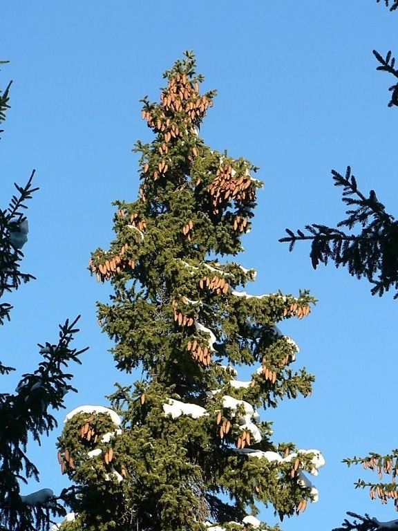 spruce, tree, top, cones