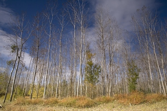 Cottonwood, peuplement, les arbres