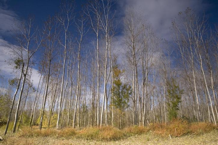 Cottonwood, stativ, träd