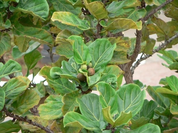 fig tree, fruits, leaves, tree, green leaf