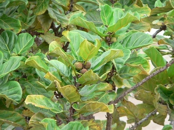 ara, buah-buahan pohon, dekat