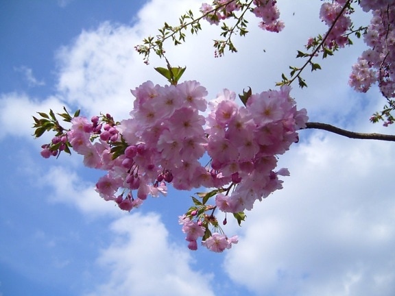 kukinnan kirsikkapuu, bloom