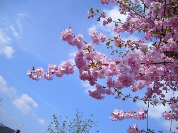 floraison, arbre de la cerise