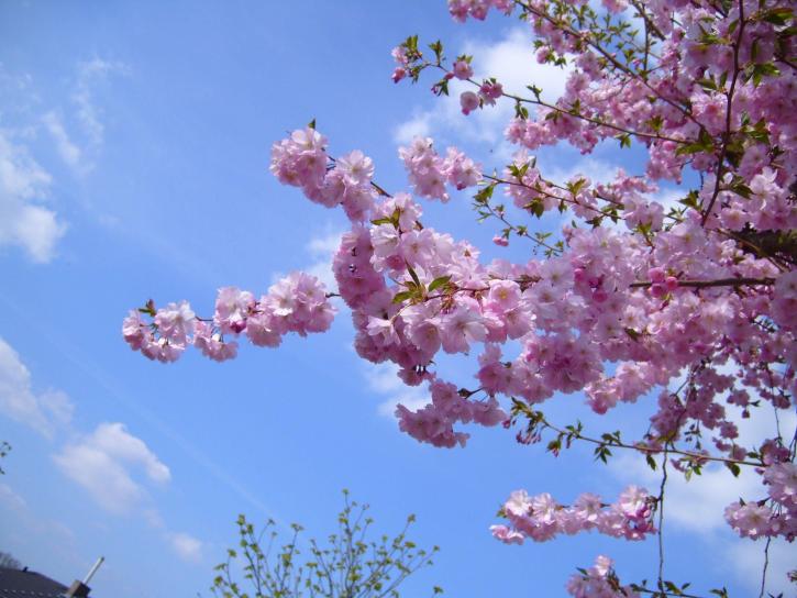 Цветущее вишневое дерево