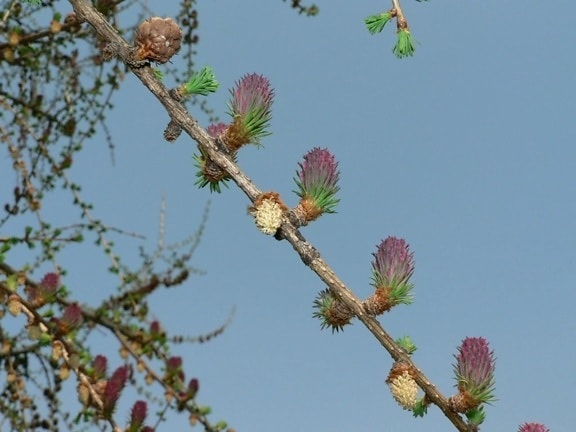 flowering, larch, tree
