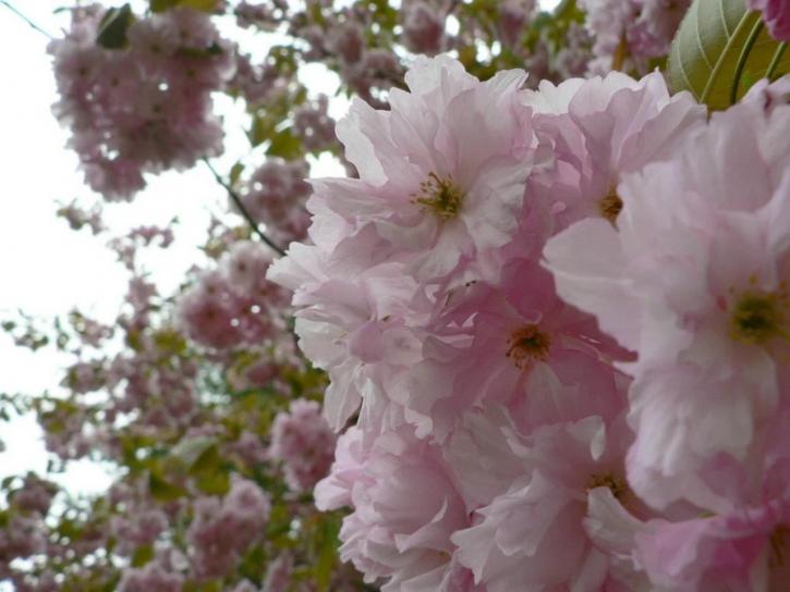 flowering, tree