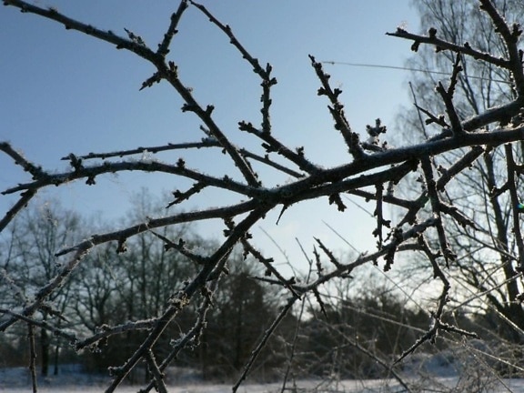 frostbitten, twig, frosen, tree