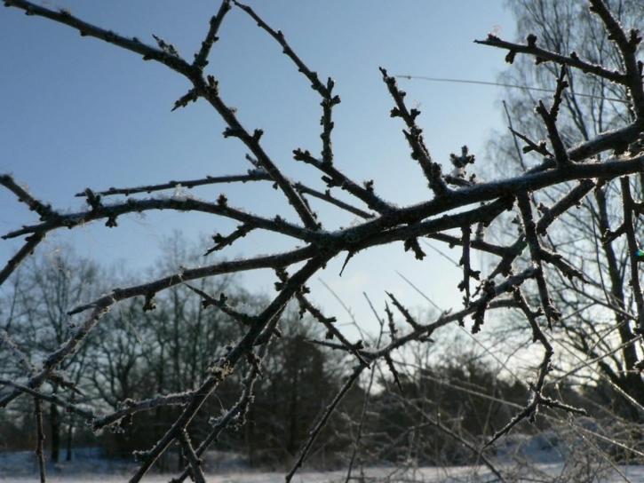Erfrierungen, Zweig, frosen, Baum
