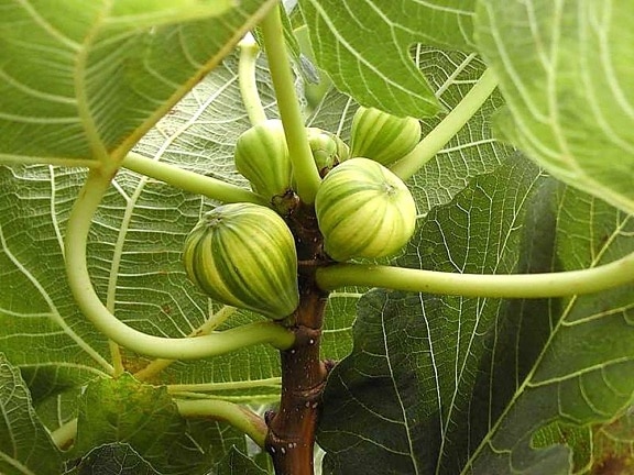 trái cây, cây, lá, figs