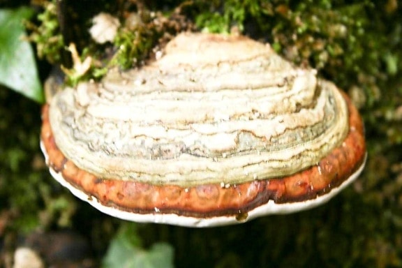 champignon, arbre