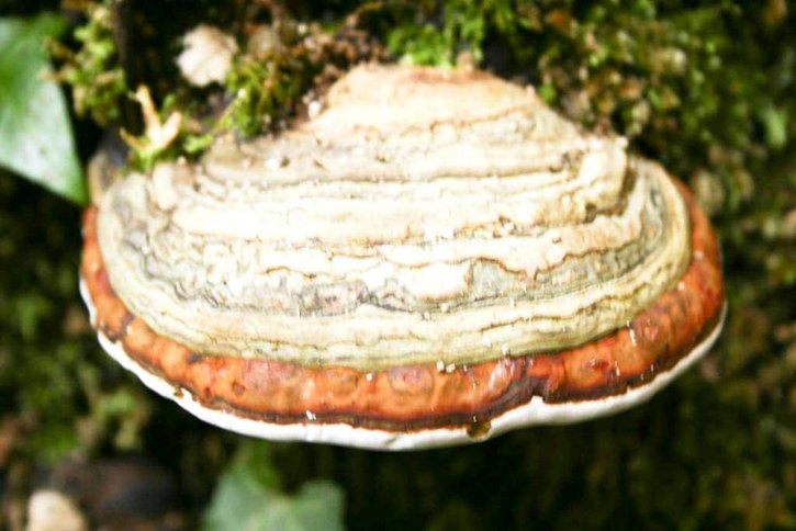 fungus, tree