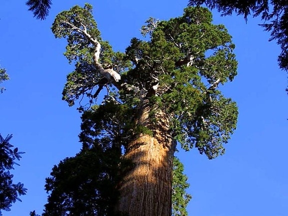 grant, trees, sequoias, bark, branches