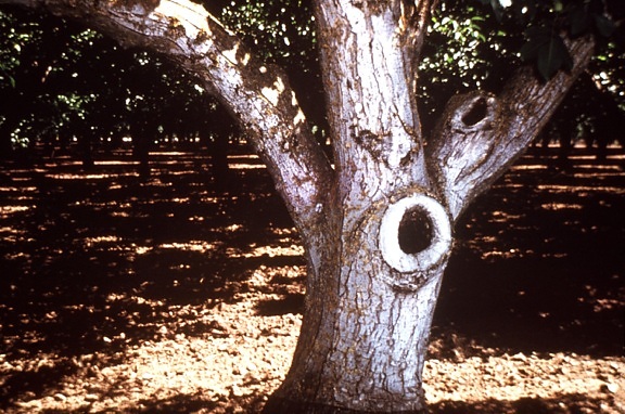 hollowed, tree, hole