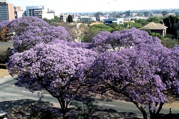 jacaranda, trees, bloom