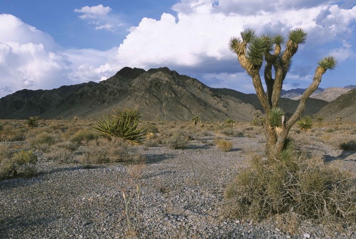 Joshua, δέντρο, έρημο, Κρινοειδές φυτό και άνθος, φυτό, brevifolia