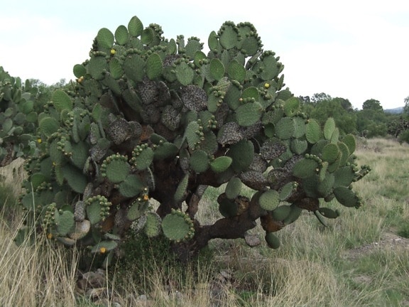 large, cactus
