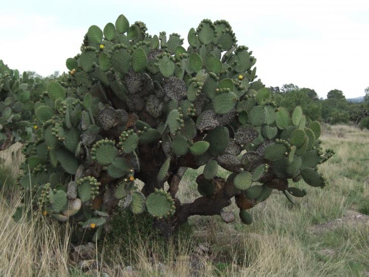groß, Kaktus