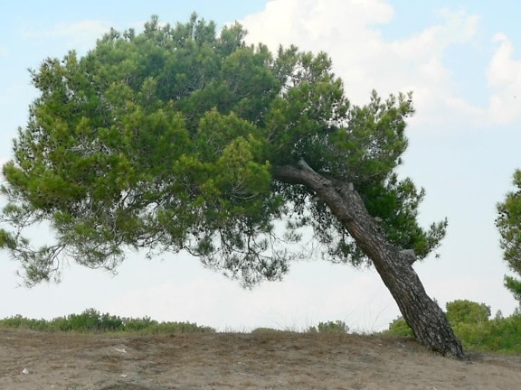 leaning, tree, beach