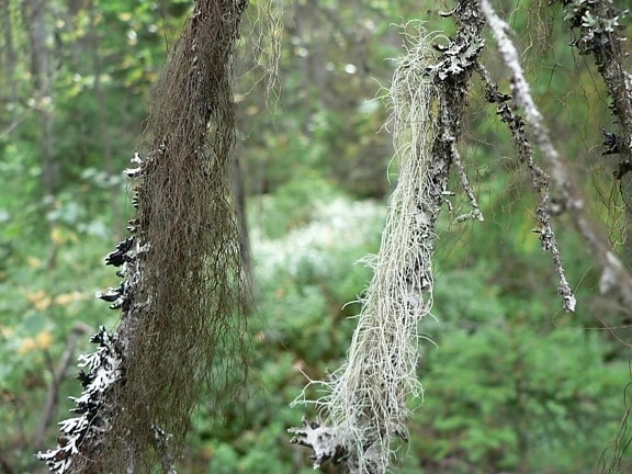 lichens, tree